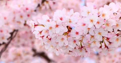 Sakura